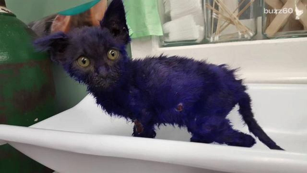 Purple kitten used as a chew toy finds best friend at shelter
