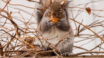 Squirrels are packing more junk in the trunk thanks to a mild winter