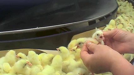 Thru the eyes of death