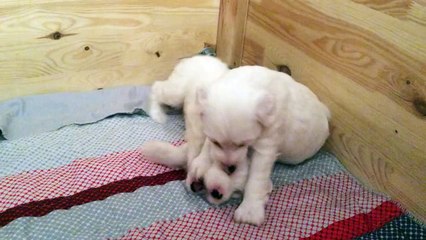 La caisse de mise bas sert de ring pour les batailles de chiot