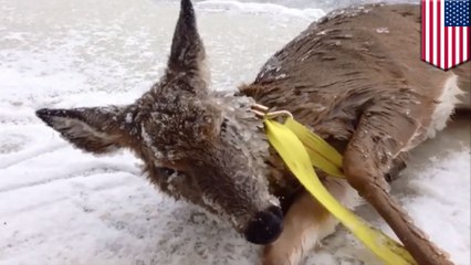 Man saves deer from drowning in icy river
