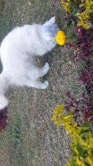 Cat playing with mouse