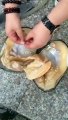 Come aprire una ostrica e prelevare le perle