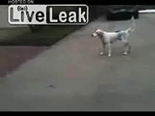Hyper dog fakes his own death LOL!