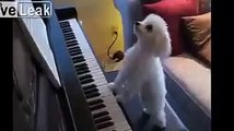 Ms Doggy Music Director and Keyboard player LoL