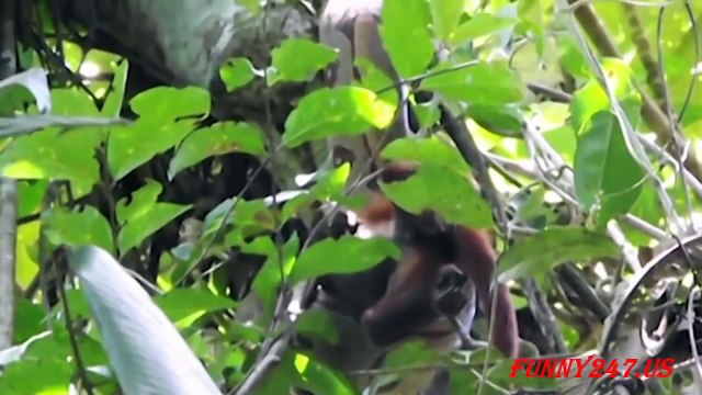 Python vs. King Cobra vs. Snake vs. Monkey Real Fighting