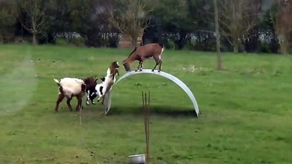 Goats are playing with a bended  metal sheet