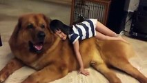 Giant sized dog in China