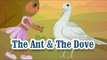 Panchatantra Tales | The Ant & The Dove | English Animated Stories For Kids