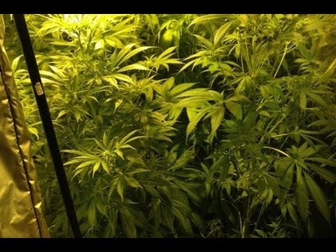Villa di Briano (CE) - Serra di marijuana in casa, denunciato rivenditore auto -live- (07.01.16)