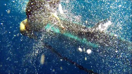 Download Video: Une jeune baleine bleue demande de l'aide à des plongeurs pour retirer le filet de peche qui l'a piégée