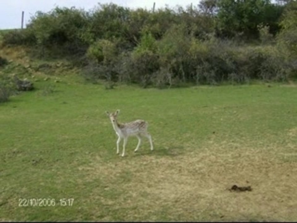 La ferme aux bisons .