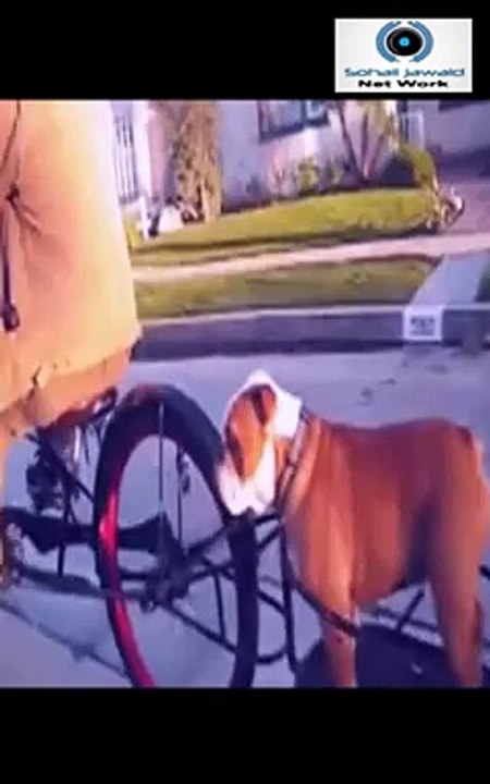 Funny parrots and dogs compilation