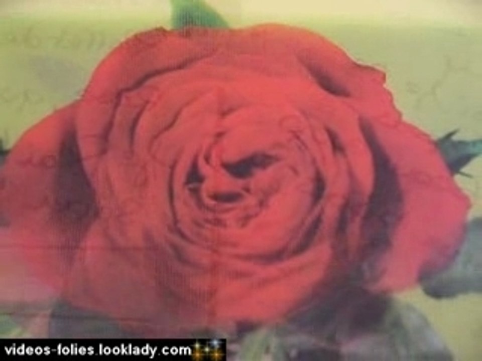 Fleur rose