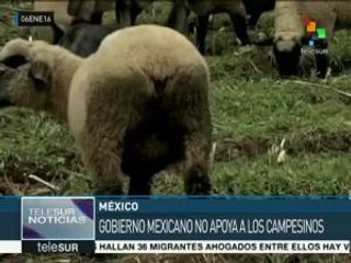 México: precio de los alimentos continuará al alza en 2016
