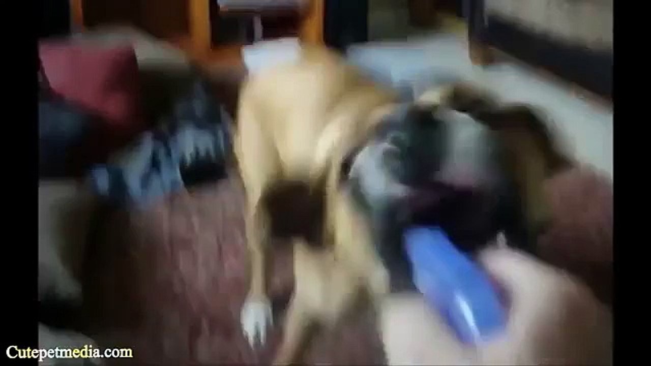 BEST FUNNY Cats _ Dog Fails  2014 Top ANIMALS COMPILATION.mp4-