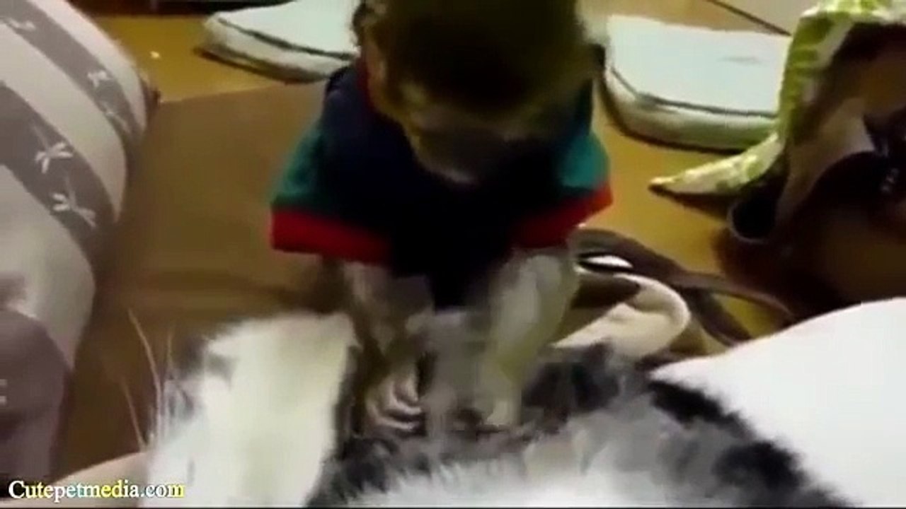 BEST FUNNY Cats _ Dog Fails  2014 Top ANIMALS COMPILATION.mp4-