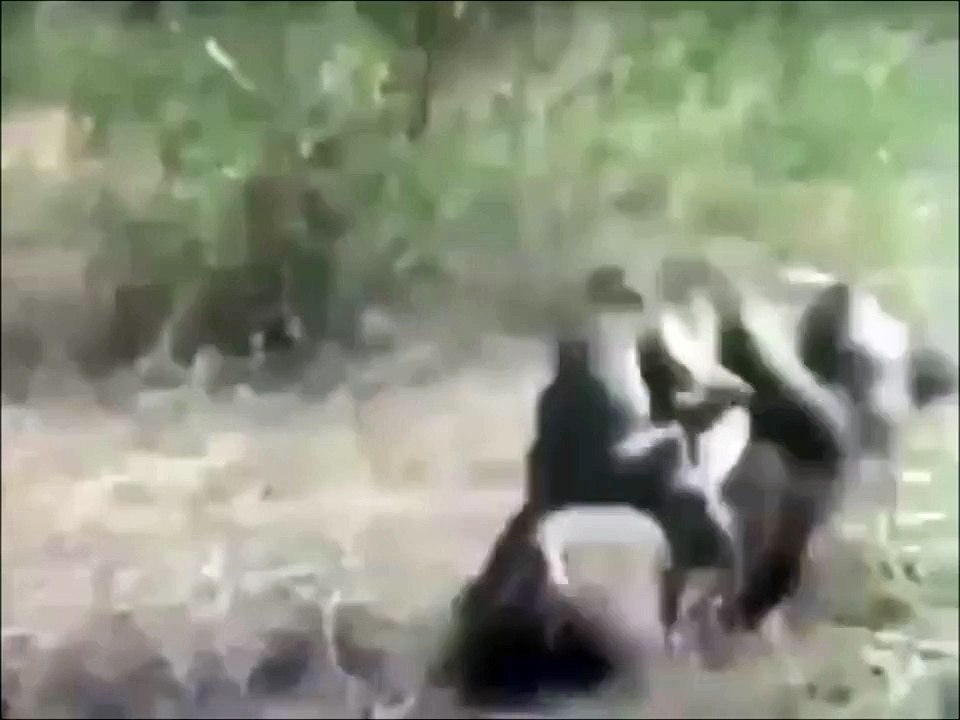 Des singes fous font du rodéo...