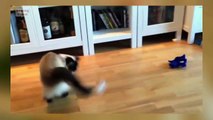 Epic Funny Cats Jump Fail