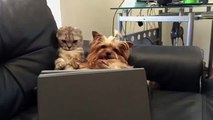 Cat and Dog Can not Take Their Eyes Off TV