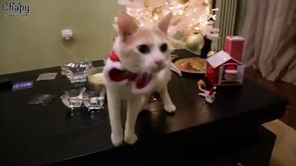 Chapy Funny Cat Wishes You Happy New Year