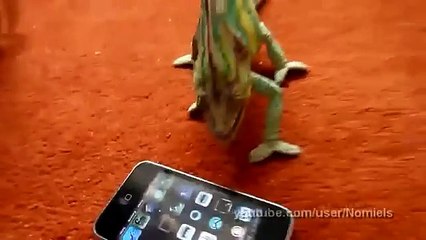 Funny Chameleon was frightened