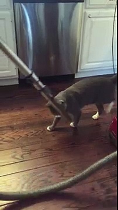 Funny deaf cat