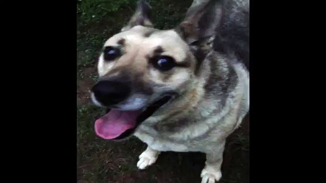 Funny Dog Burps Loudly