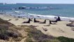 Elephant seals have a powerful fight on a beach