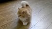 Funny Fluffy Kitten Is Confused