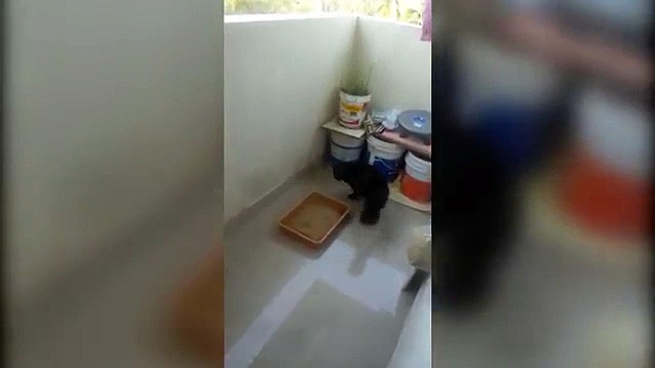 Funny Persian Cat Reaction