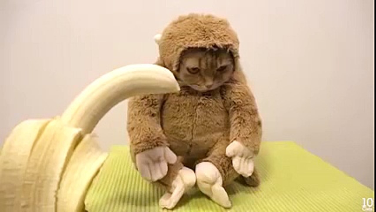 Kitty Funny Cat in a Monkey Costume