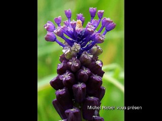 Les Fleurs de Vienne