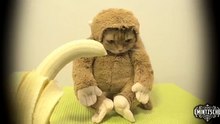 Funny Monkey Cat Eating Banana