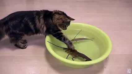 Funny spiny lobster vs Cat Funny
