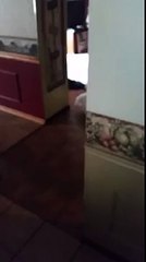 Scared Funny my deaf cat when I got home