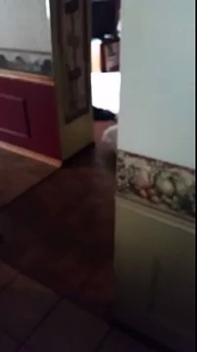 Scared Funny my deaf cat when I got home
