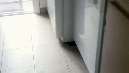 Toaster Scares Funny Cat
