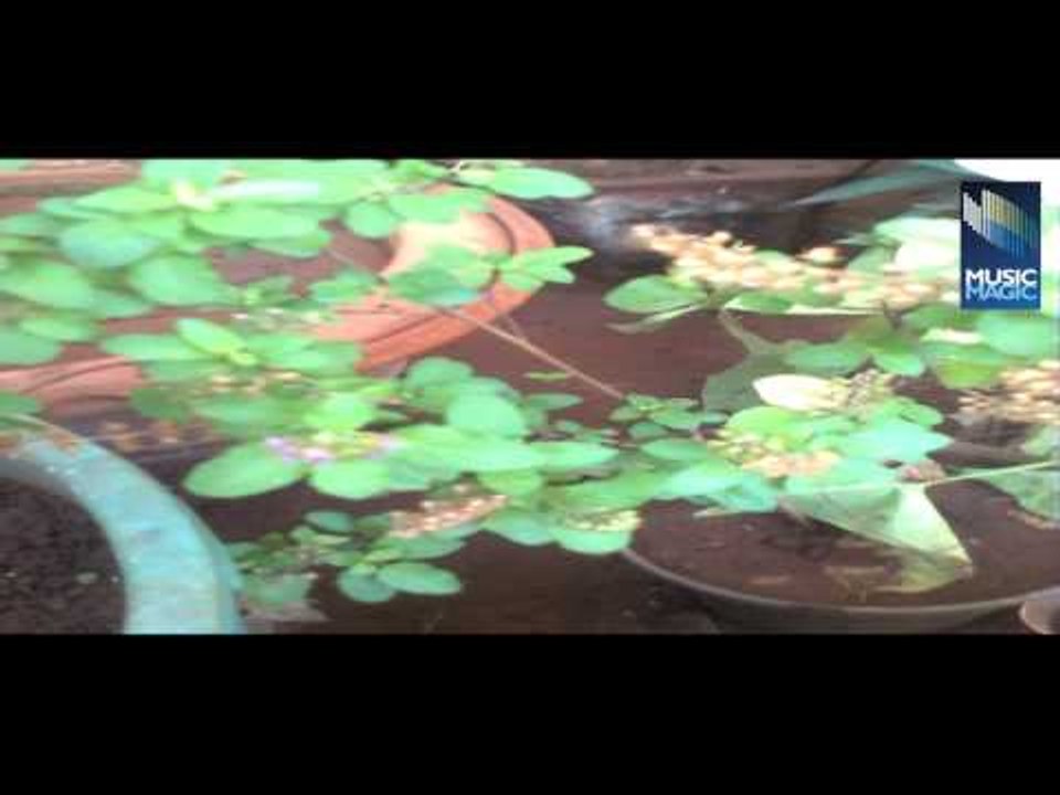 SHREE TULSI CHALISA