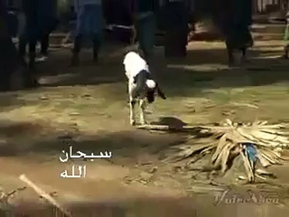 Goat With 2 Legs