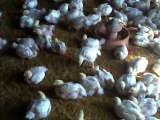 The Broiler Chicks (Poultry Farming)