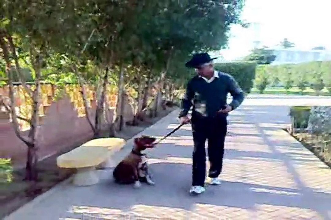 Pitbull obedience
