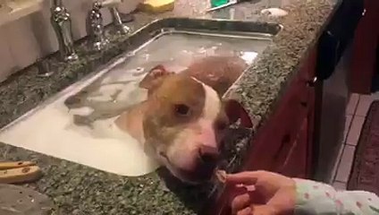 Battered dog enjoying warm bath in kitchen sink