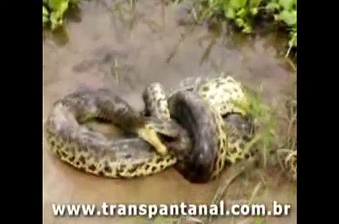 Biggest wild animal fights