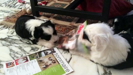 Betises de chiots
