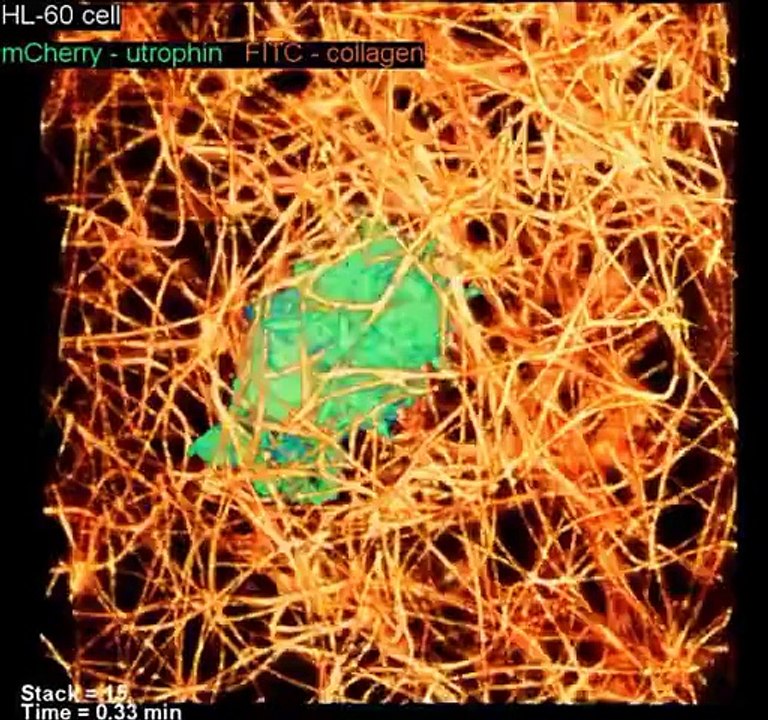 La Cellule en 3D
