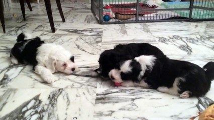 Un jouet pour 3 chiots