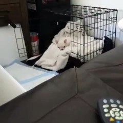 ''My show will start soon, hooman...''