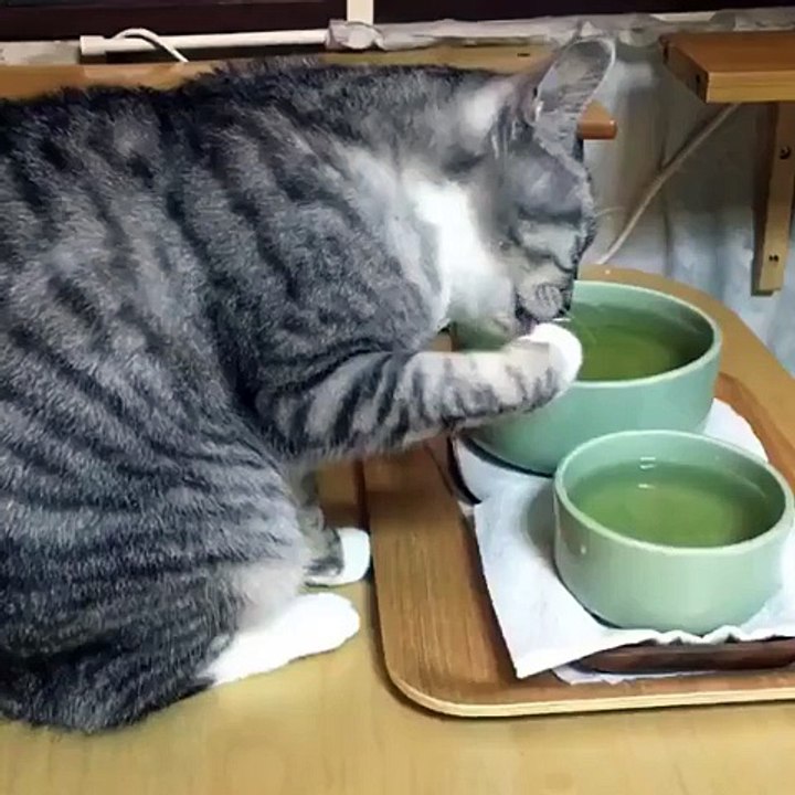 This kitty has better table manner than us