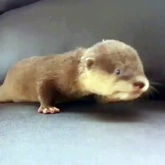 Awwww